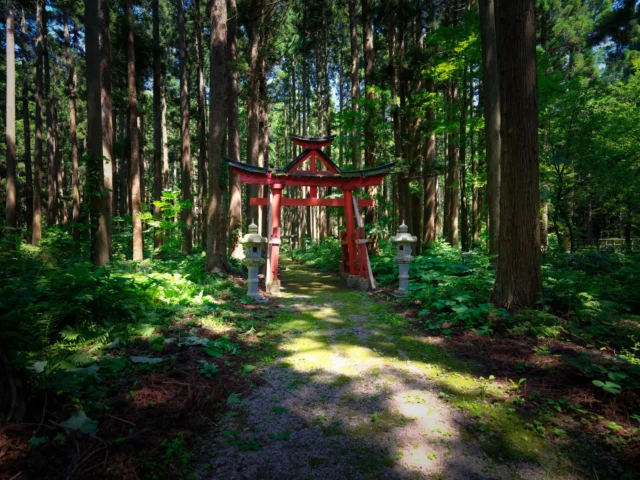 Emerald silence, Torii whispers 'enter here,' Nature's sacred path. ---エメラルド、 鳥居は囁く、 自然の聖道。 ---#offbeatjapan #japan #forestpath #torii #spiritualjapan #natureescape #shinto