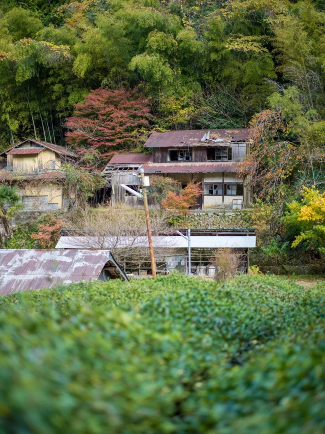 Fiery leaves whisper, Tea fields cradle emerald dreams— History’s soft gaze. ---火の葉が囁く、 お茶畑に翡翠の夢を抱く— 歴史の柔らかい視線。---#offbeatjapan #japan #ruralbeauty #teafieldserenity #autumncolors #hiddenjapan #natureandhistory