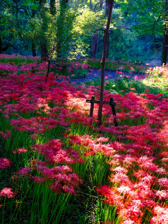 Scarlet lilies gleam, Whispering tales of beyond, Sunlight weaves their dream. --- スカーレットユリが輝く、 彼岸の物語をささやき、 陽光が夢を織る。 --- #LycorisRadiata #redspiderlily #etherealbeauty #offbeatjapan #japan #landscapephotography #culturalheritage