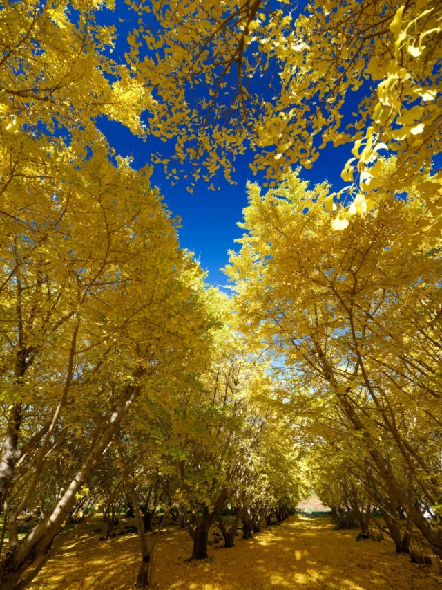 Golden leaves whisper, Under skies of tranquil blue— Autumn's gentle breath. ---金色の葉、 静かな青空の下、 秋の優しい息吹。---#autumninjapan #koyo #fallcolors #japaneseculture #hokkaido #offbeatjapan #japan