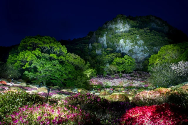 Radiant night blooms, Hues dance in moonlit embrace— Nature's bright whispers. ---光る花夜 月と踊る色彩— 自然の囁き ---#offbeatjapan #japan #japanesenight #lightupevent #japanesegarden #sakura #nightphotography #naturephotography