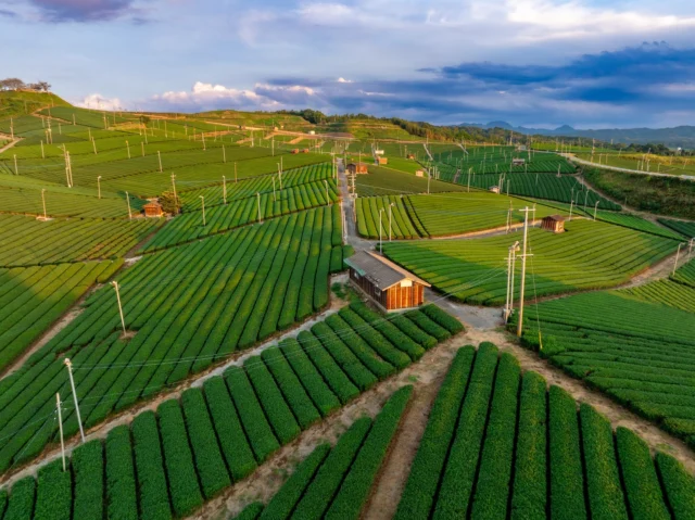 Rows of emerald, Sunlight kisses verdant hills, Golden whispers glow. 黄金の輝き エメラルドの畝間に 光る日差し#GreenTeaScape #Shizuoka #KyotoTeaFields #EmeraldHills #OffbeatJapan #SunlitScenery #Japan