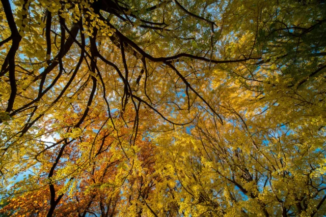 Golden leaves whisper, Twisted branches weave tales old— Nature's fleeting art.---黄金の葉 ねじれた枝が語る— 自然の儚さ---#koyo #momiji #autumnvibes #fallcolors #japan #offbeatjapan #forestmagic